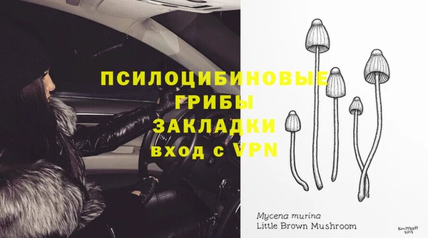 стаф Богданович