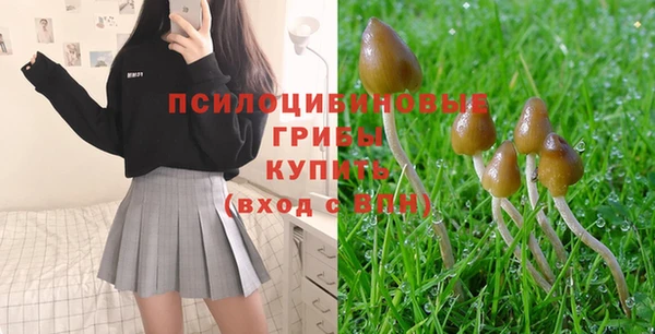стаф Богданович